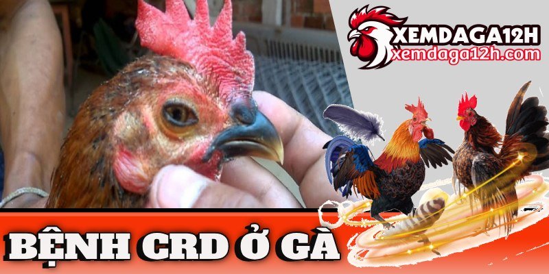 Bệnh CRD ở gà là gì? Cách điều trị bệnh hiệu quả nhất