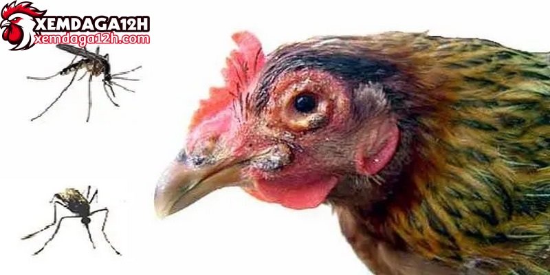 Bệnh đậu ở gà là bệnh truyền nhiễm do virus