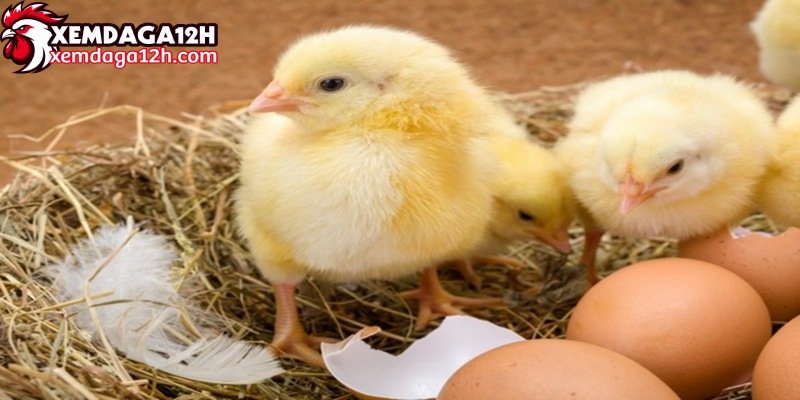 Trong quá trình ấp nở của gà, chất lượng không được chọn lọc kỹ càng