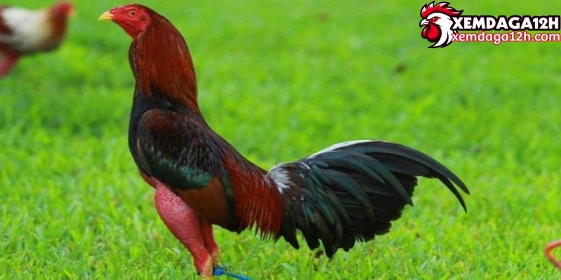 Gà Cuban là những con gà được đưa vào Việt Nam trực tiếp từ nước ngoài