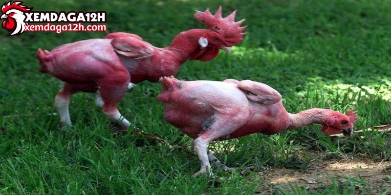 Tìm hiểu nguồn gốc và sự xuất hiện của gà không lông là gì 