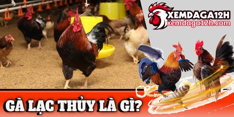 Gà Lạc Thủy là gì? Đặc điểm của giống gà thuần nội Việt Nam