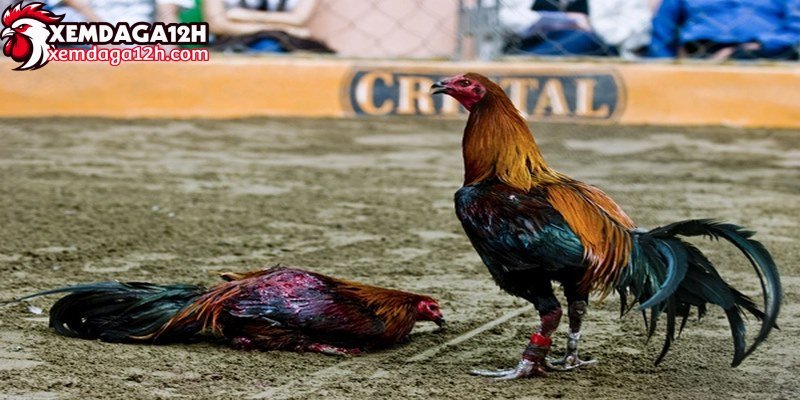 Hiện nay có nhiều giống gà lai nhưng vẫn có nét đặc trưng của gà chọi Peru