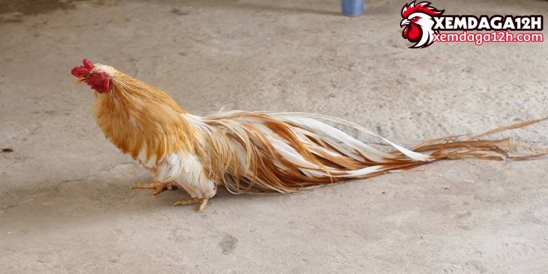 Tóm tắt thông tin về giống gà tre Tân Châu nổi tiếng